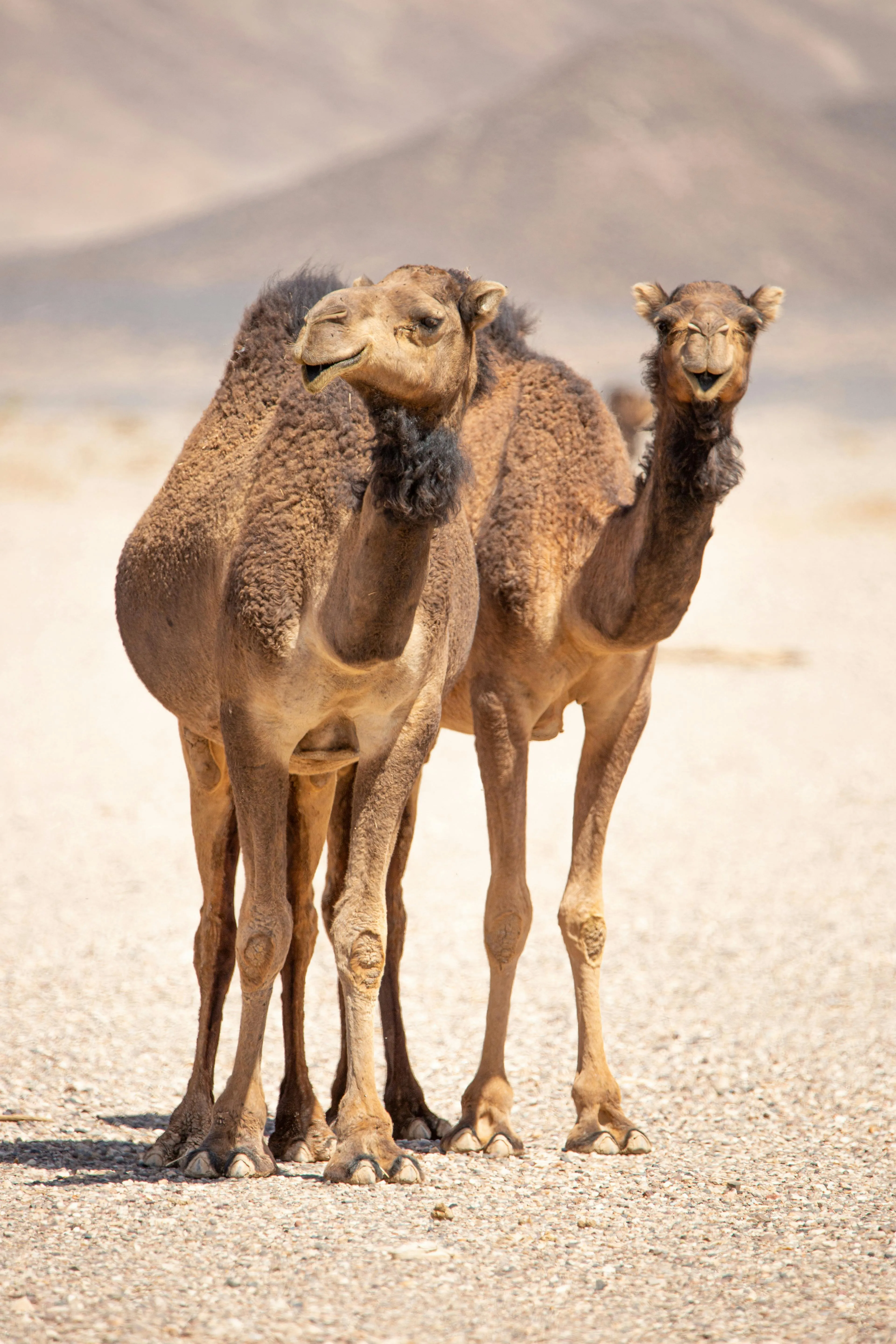 Camels in a desert environment