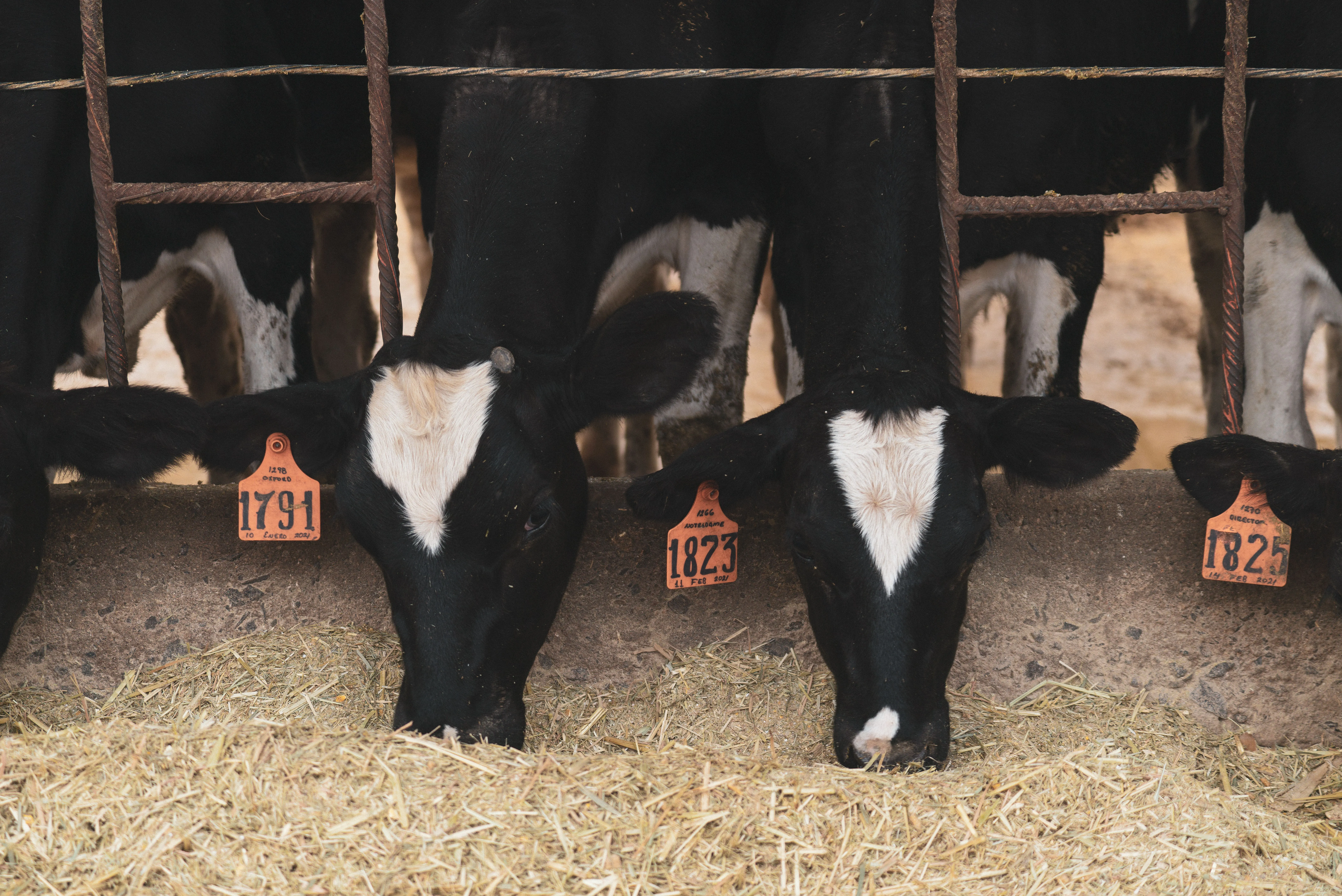 Dairy cattle feeding on hay