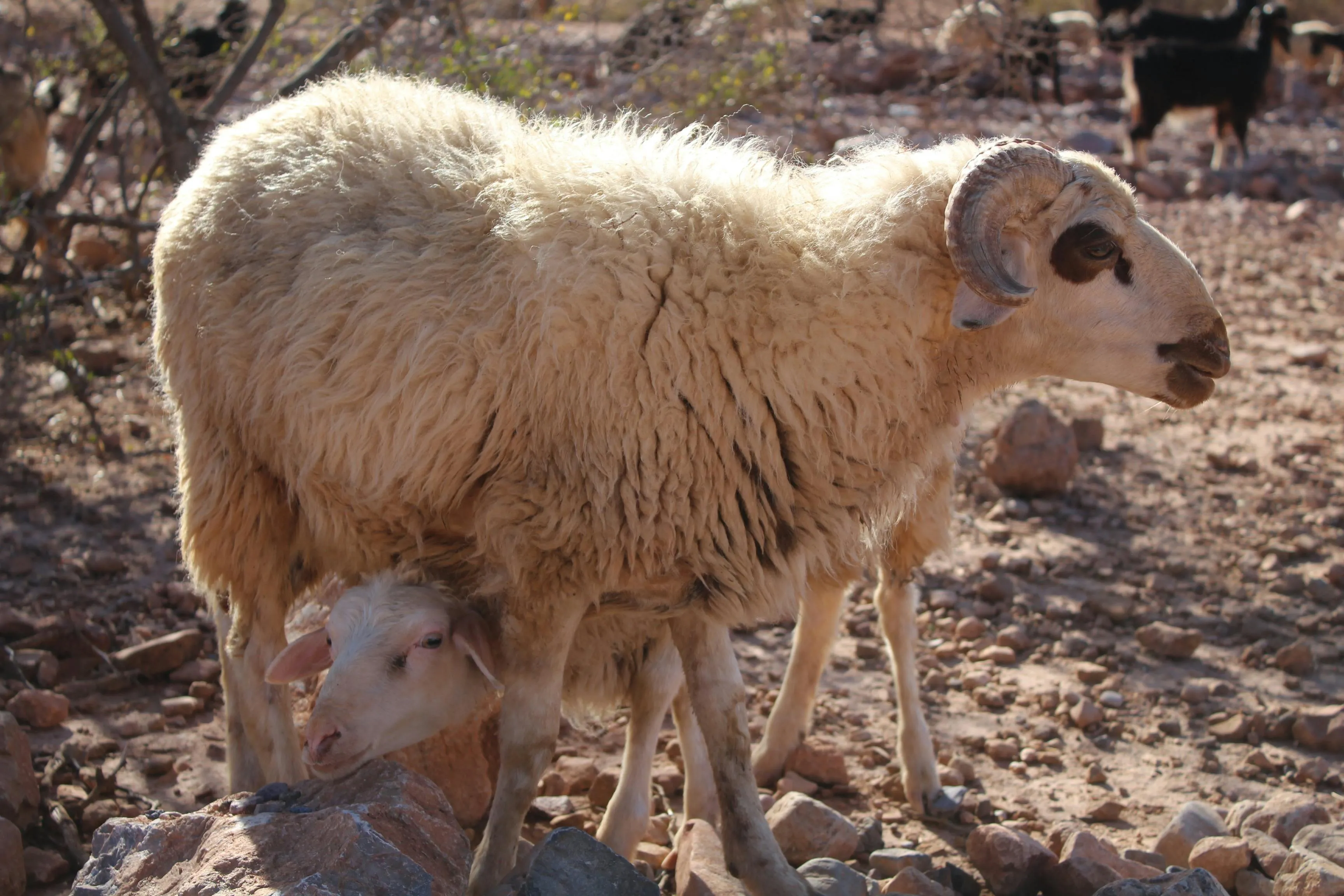A sheep with her lamb in a rocky pasture